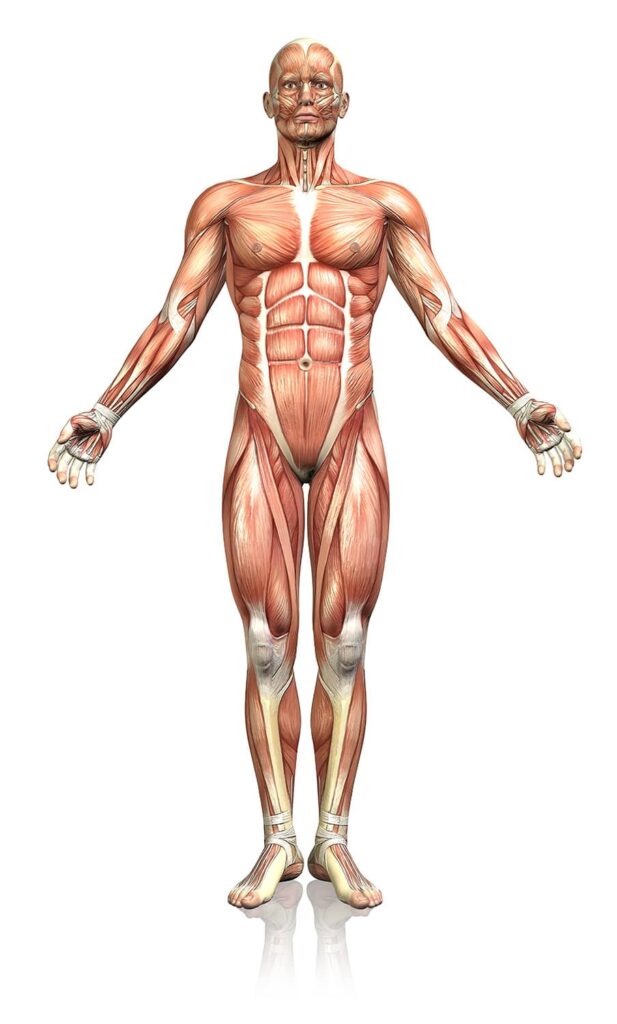 human body frontal 2